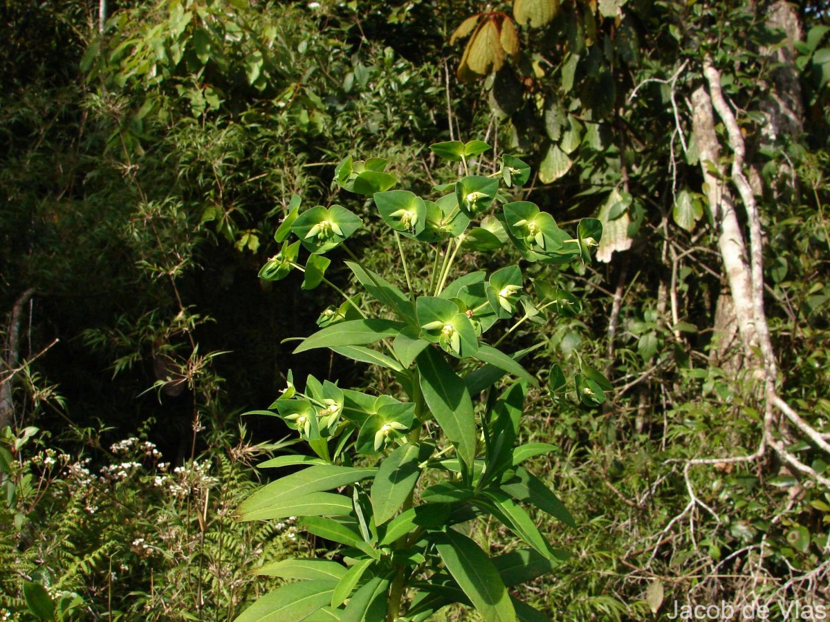 Euphorbia rothiana Spreng.